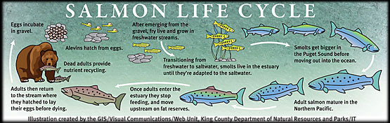 Salmon_Lifecycle.jpg