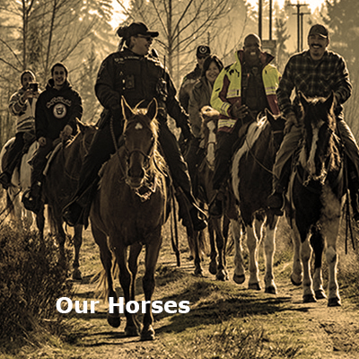 Our Horses
